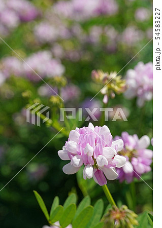 白とピンクの二色咲きが美しいタマザキクサフジ 54583227