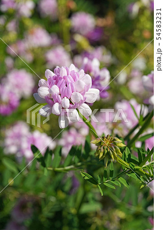 白とピンクの二色咲きが美しいタマザキクサフジ 白とピンクの二色咲きが美しいタマザキクサフジ 54583231