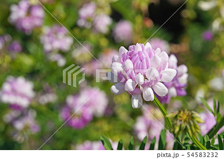 白とピンクの二色咲きが美しいタマザキクサフジ 54583232