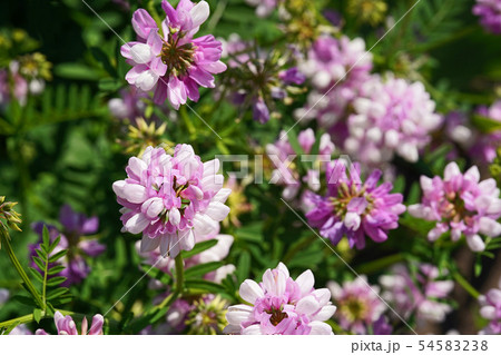 白とピンクの二色咲きが美しいタマザキクサフジ 白とピンクの二色咲きが美しいタマザキクサフジ 54583238