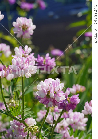 白とピンクの二色咲きが美しいタマザキクサフジ 54583241