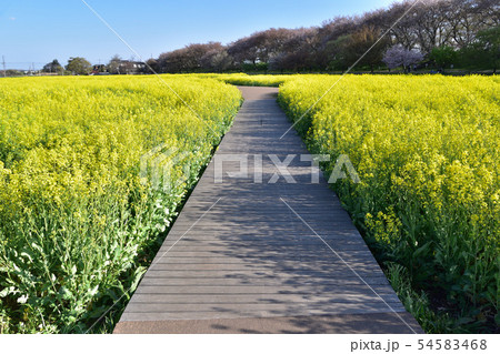 権現堂堤の菜の花畑 54583468