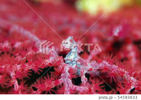 ピグミーシーホース 54583633