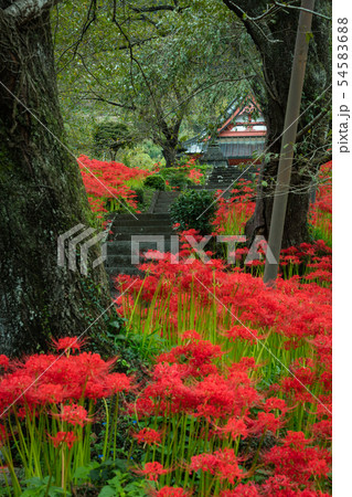 静岡県 興徳寺 彼岸花 54583688