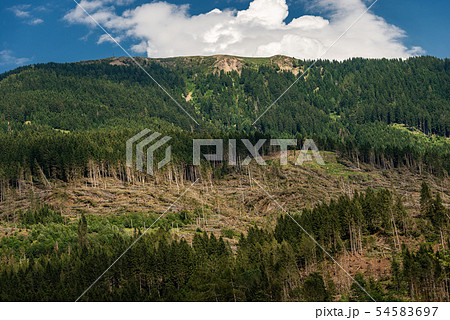 Forest with many fallen trees - Natural disaster 54583697