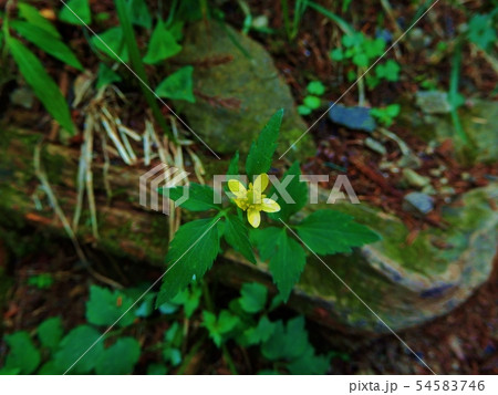 キツネノボタン キツネノボタン 54583746