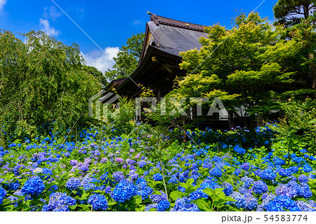 アジサイ寺　雲昌寺 54583774