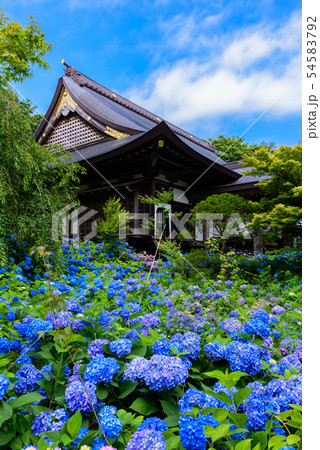 アジサイ寺　雲昌寺 54583792