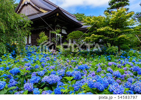 アジサイ寺　雲昌寺 54583797