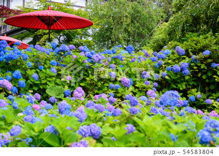アジサイ寺　雲昌寺 54583804