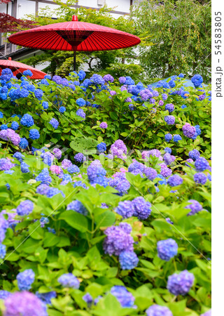 アジサイ寺　雲昌寺 54583805