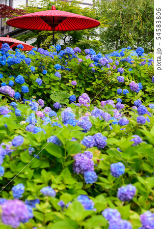 アジサイ寺　雲昌寺 54583806