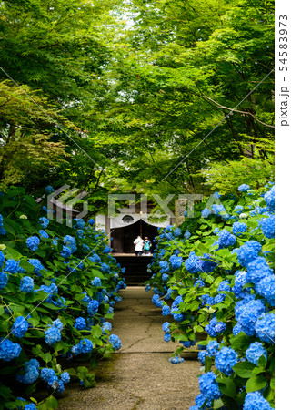アジサイ寺 雲昌寺 アジサイ寺 雲昌寺 54583973