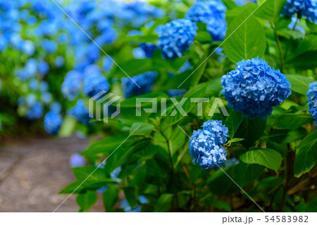 アジサイ寺 雲昌寺 アジサイ寺 雲昌寺 54583982