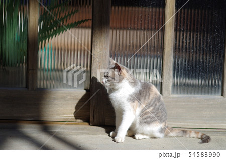 横を向く猫 54583990