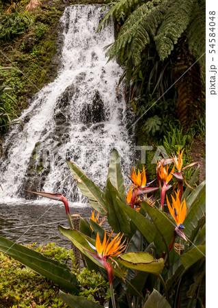 Strelitzia and a waterfall, Nordeste, Sao Miguel Strelitzia and a waterfall, Nordeste, Sao Miguel 54584048