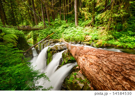 Olympic National Park 54584530