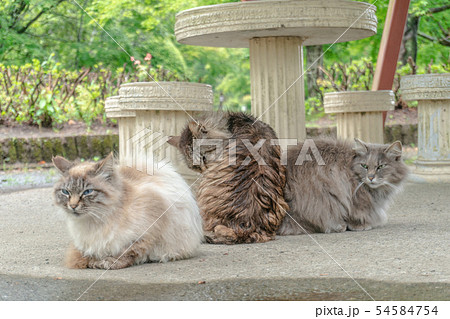 3匹の野良猫 3匹の野良猫 54584754