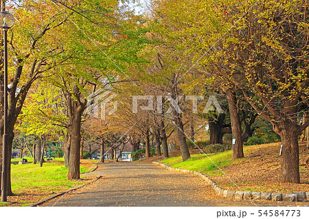 大師公園内を周遊するイチョウ並木 大師公園内を周遊するイチョウ並木 54584773
