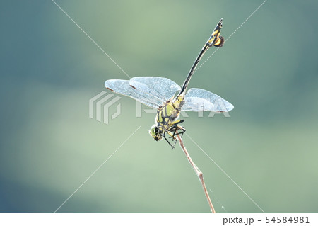 ウチワヤンマ ウチワヤンマ 54584981