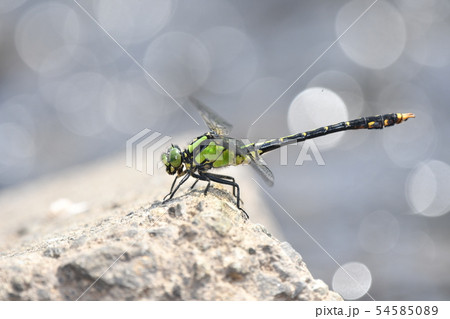 アオサナエ♂ 54585089