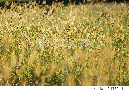 ネコジャラシの海 ネコジャラシの海 54585114