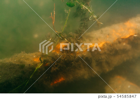 The underwater world in the european lake. Plants, fish, bio-waste The underwater world in the european lake. Plants, fish, bio-waste 54585847