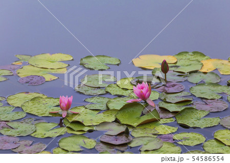 睡蓮の花咲く池の写真素材 [54586554] - PIXTA