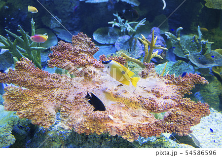 サンゴ礁の周りを泳ぐ魚の写真素材