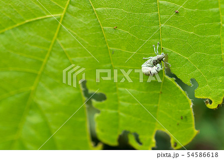 コフキゾウムシ 54586618