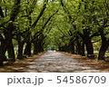 新緑の並木道 54586709