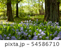 森林の花畑 54586710