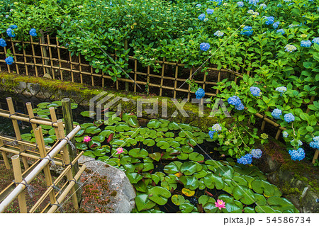 紫陽花と睡蓮の花 弘長寺 松本市の写真素材