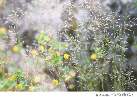 黄色いコメツブツメクサと白いヌカススキ 黄色いコメツブツメクサと白いヌカススキ 54586817