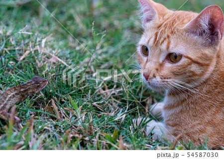 野良猫とトカゲ 54587030