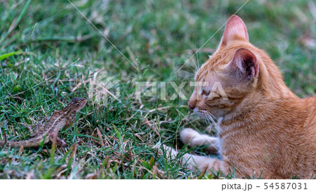 野良猫とトカゲ 54587031
