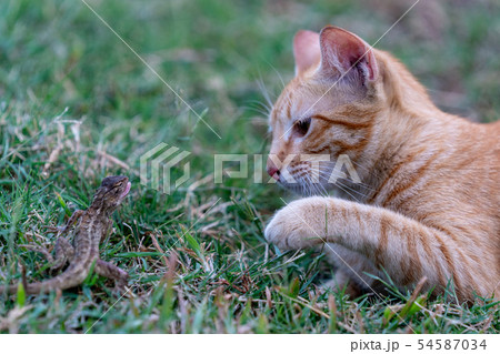 野良猫とトカゲ 54587034