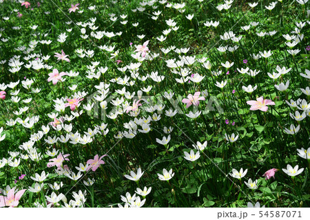 Flowering of daisies. Oxeye daisy, Leucanthemum vu Flowering of daisies. Oxeye daisy, Leucanthemum vu 54587071
