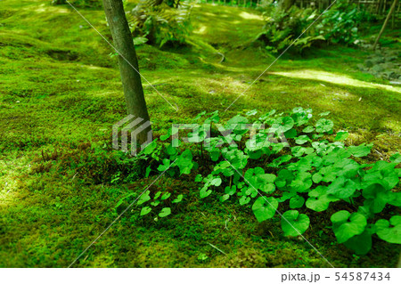 嵯峨野　新緑の祇王寺　フタバアオイ　 54587434