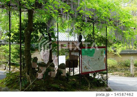 祇王寺入口の藤の花と若葉に新緑　檀林寺前 54587462
