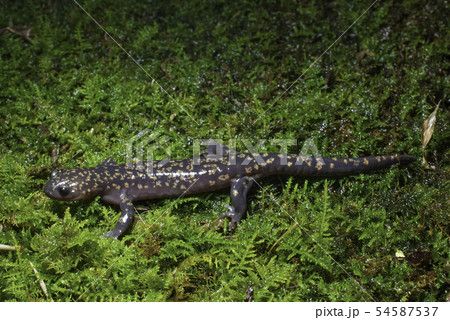 ヒダサンショウウオ　雄 54587537