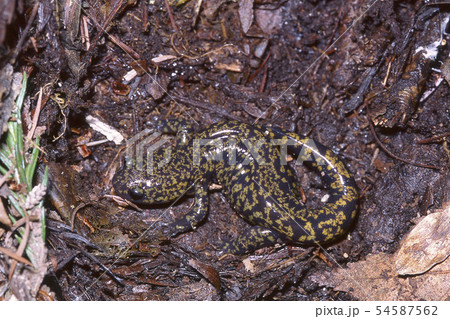 冬眠中のヒダサンショウウオ 54587562