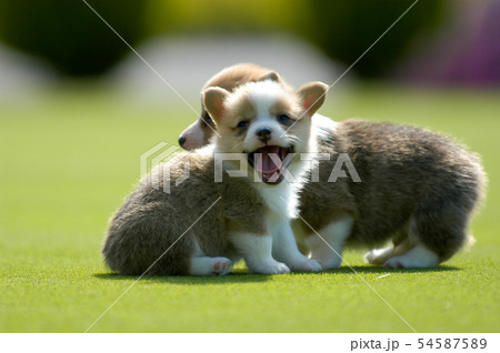 あくびをする子犬・コーギー あくびをする子犬・コーギー 54587589