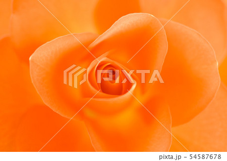 バラの花びら 54587678