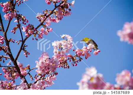 河津桜の花とメジロ 河津桜の花とメジロ 54587689