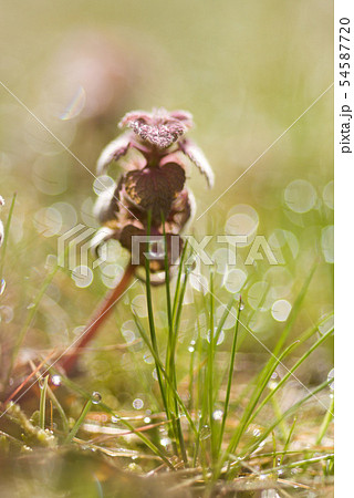 光の中のヒメオドリコソウ 54587720