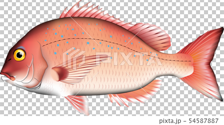 鯛　マダイ　イラスト　ベクター 54587887