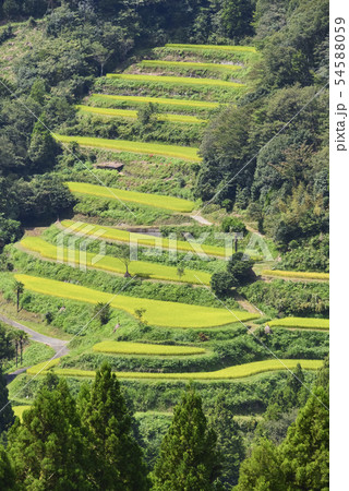 実りの棚田 54588059