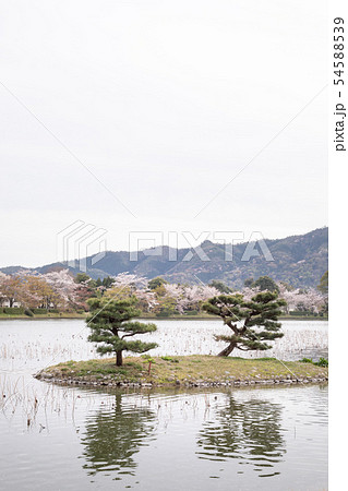 大覚寺門跡の春、大沢池に満開の桜、天神島・菊ケ島・庭湖石、二島一石の配置 大覚寺門跡の春、大沢池に満開の桜、天神島・菊ケ島・庭湖石、二島一石の配置 54588539