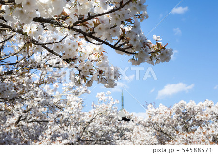 仁和寺、御室桜と五重塔 仁和寺、御室桜と五重塔 54588571